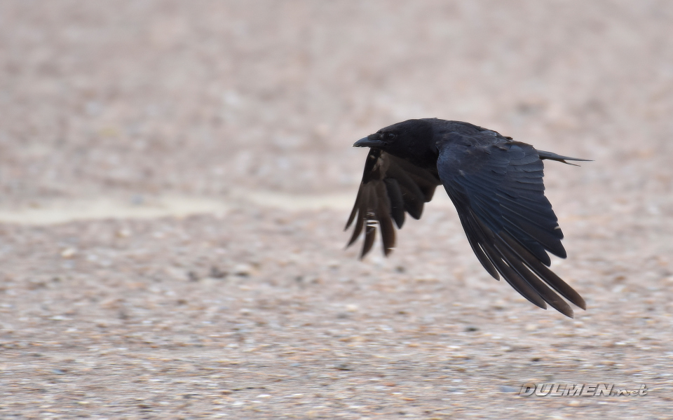 Carrion crow (Corvus corone)